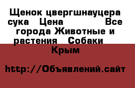 Щенок цвергшнауцера сука › Цена ­ 25 000 - Все города Животные и растения » Собаки   . Крым